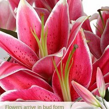 Схема вышивки «Лилия»