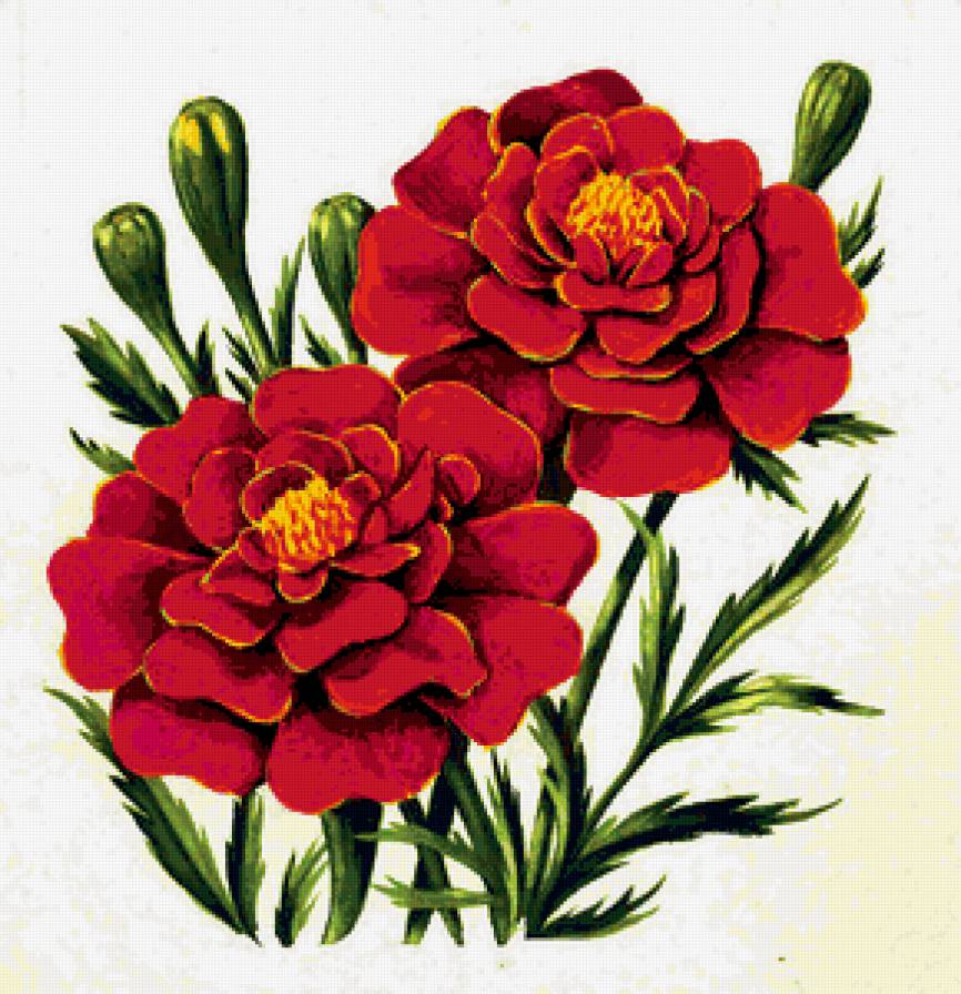 Бархатцы - цветы, живопись - предпросмотр