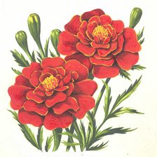 Схема вышивки «Бархатцы»