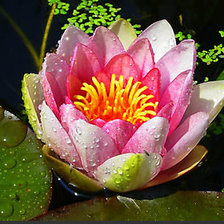 Схема вышивки «Лотос»