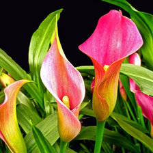 Схема вышивки «Калы»