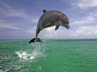 подводный мир