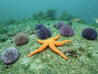 подводный мир - оригинал