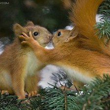 Схема вышивки «белочки»