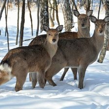 Схема вышивки «Олени»