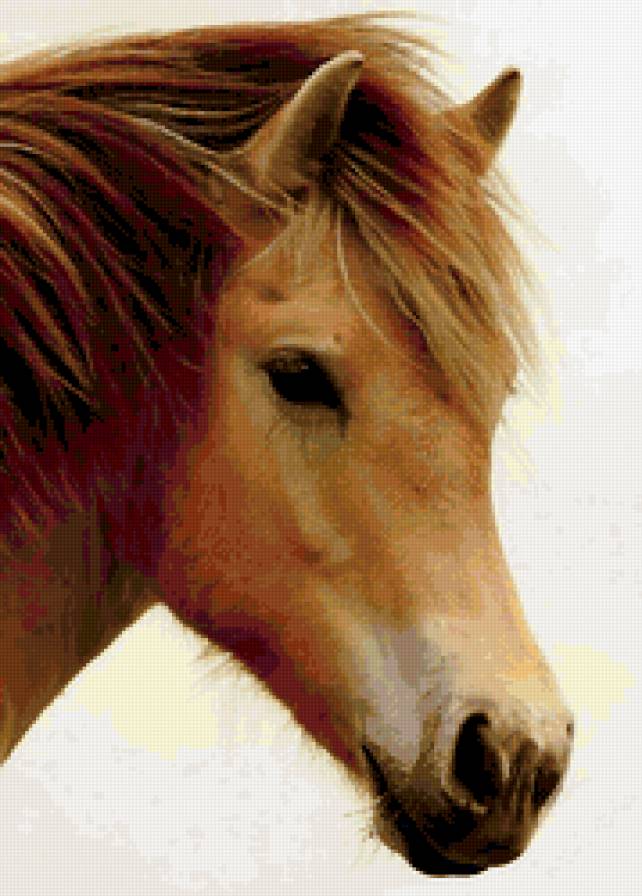 6546 - лошадь, животные - предпросмотр