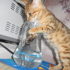 Схема вышивки «мой бенгал»