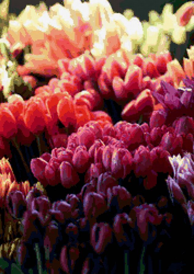 Тюльпаны - цветы, тюльпаны, букеты, натюрморты, красота - предпросмотр