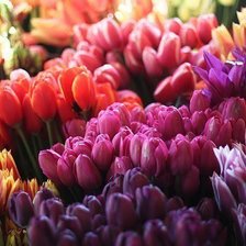 Схема вышивки «Тюльпаны»