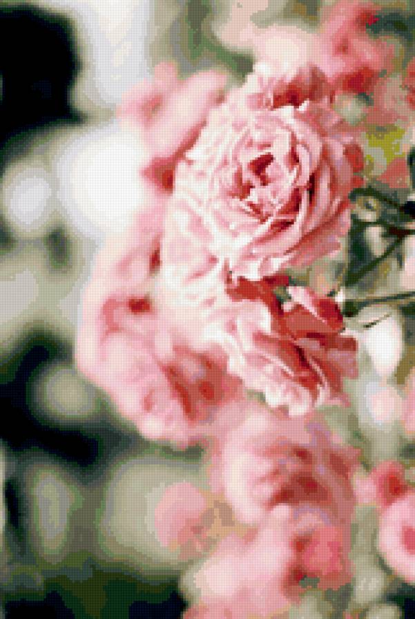 Розы - розы, натюрморт, ваза, цветы - предпросмотр