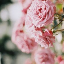 Схема вышивки «Розы»