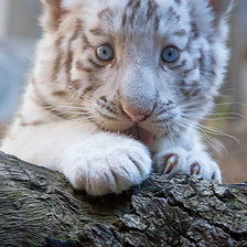 Схема вышивки «маленький тигренок»