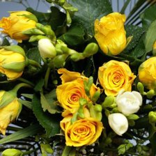 желтые розы