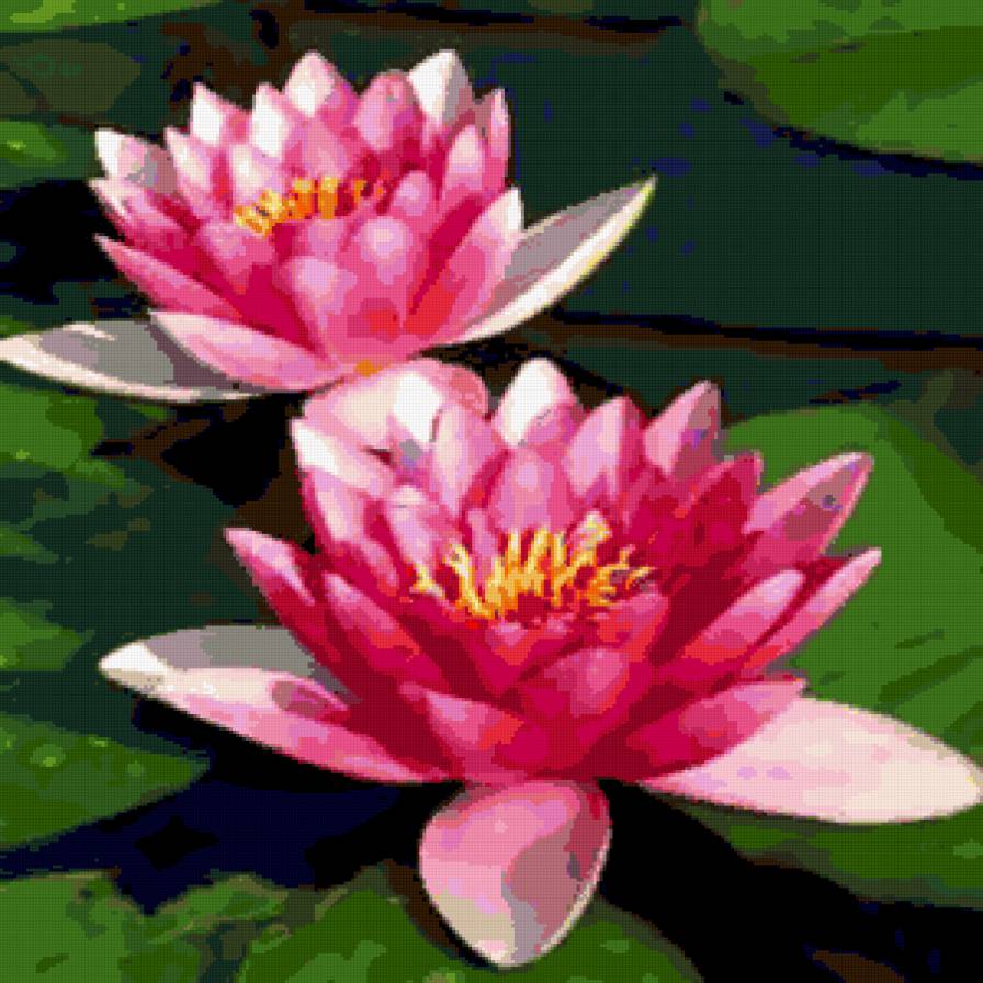 Кувшинки - цветы - предпросмотр