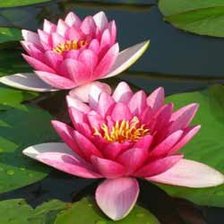 Схема вышивки «Кувшинки»