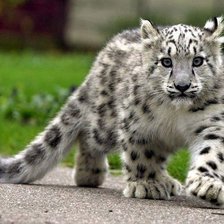 Схема вышивки «Ир-бесёнок»