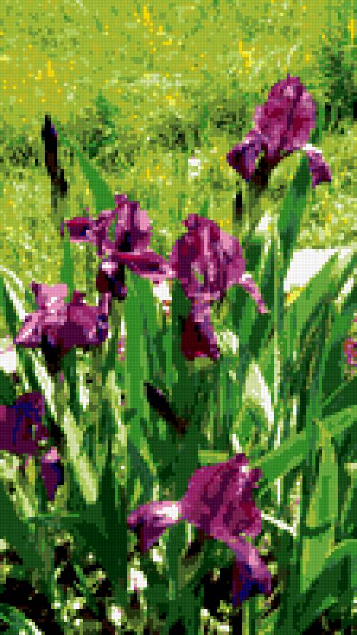 Ирисы для души - предпросмотр