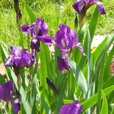 Схема вышивки «Ирисы для души»