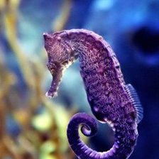 Схема вышивки «конек»