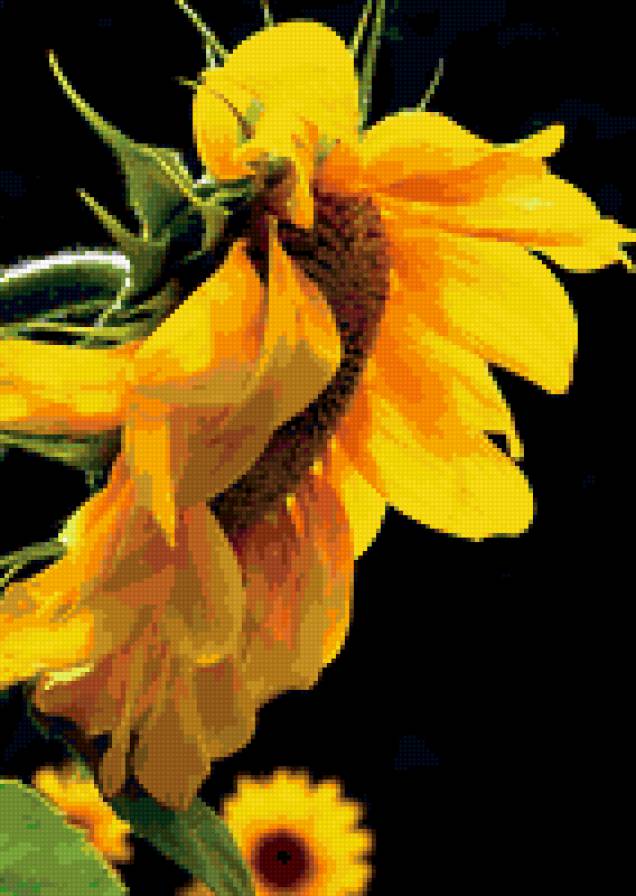 подсолнухи - предпросмотр