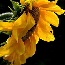 Схема вышивки «подсолнухи»