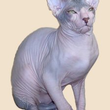 Схема вышивки «сфинкс,кошка»