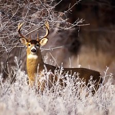 Схема вышивки «Молодой Олень»