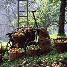 Схема вышивки «Сад»