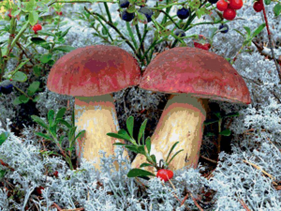 Грибы да ягоды - природа - предпросмотр