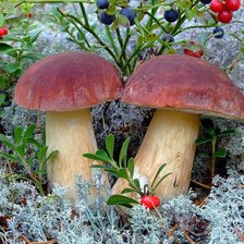 Схема вышивки «Грибы да ягоды»