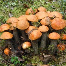 Схема вышивки «Грибы»