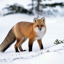 Схема вышивки «Лисичка»