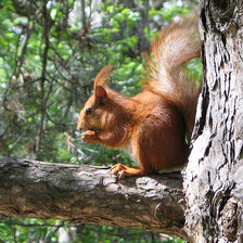 Схема вышивки «белка»