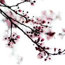 Схема вышивки «вишня»