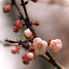 Схема вышивки «ветка сакуры»