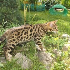 Схема вышивки «кот»