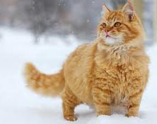 Схема вышивки «рыжик на снегу»