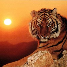 Схема вышивки «тигр»