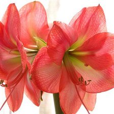 Схема вышивки «амараллис»