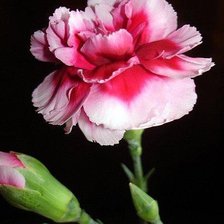 Схема вышивки «Гвоздика»