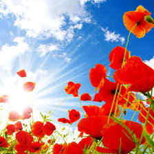 Схема вышивки «маки»