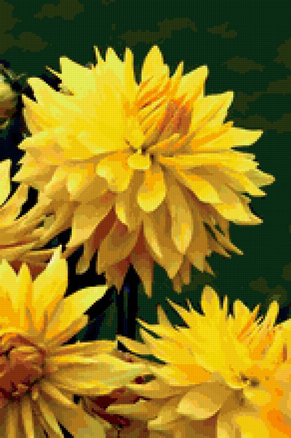 георгины - природа, романтика, букет, цветы - предпросмотр