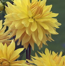 Схема вышивки «георгины»