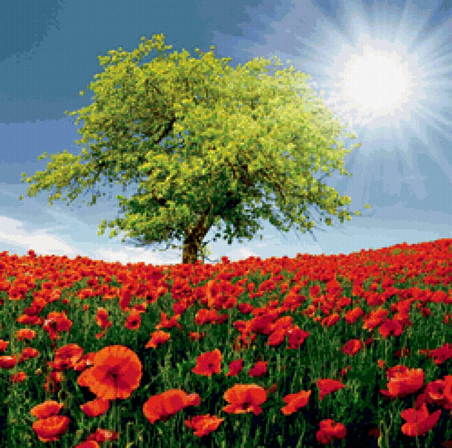 маковое поле - природа, цветы, поле - предпросмотр