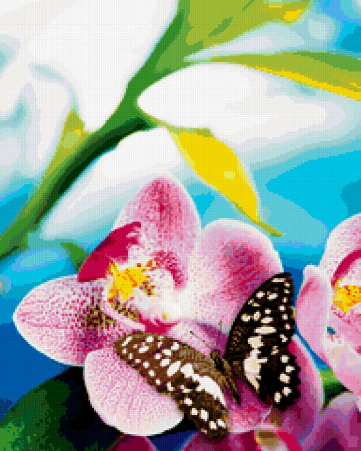 орхидея - букет, романтика, природа, цветы - предпросмотр