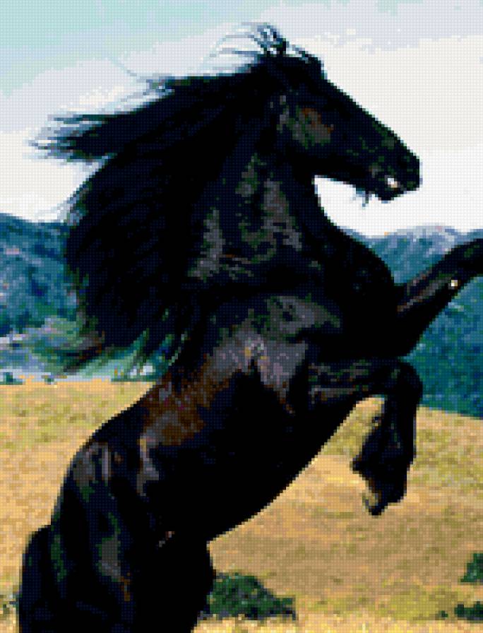 животные - черный конь - предпросмотр