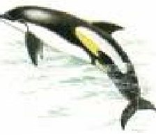 Схема вышивки «Касатка 2»