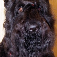 Схема вышивки «Vicky»