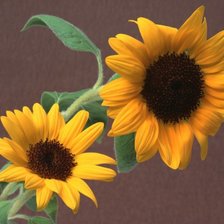 Схема вышивки «подсолнухи»