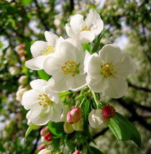 яблоневый цвет